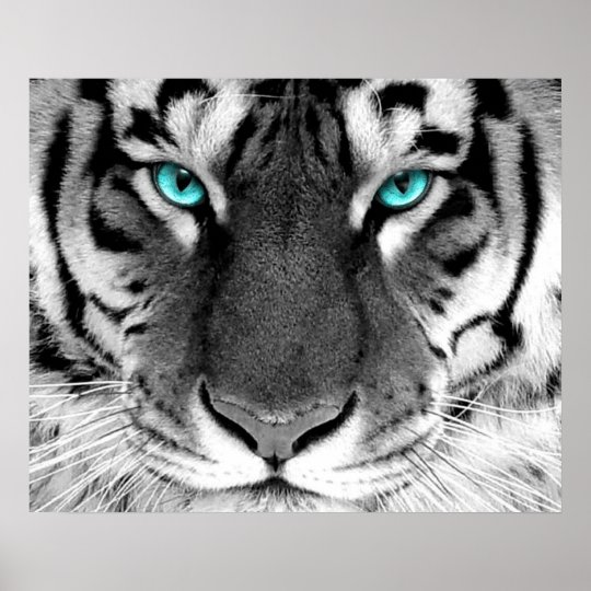 Weisse Tiger Plakat Augen Poster Zazzle De