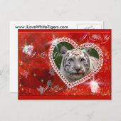 Weiße Tiger Postkarte (Vorne/Hinten)