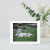 Weiße Tiger Postkarte (Stehend Vorderseite)
