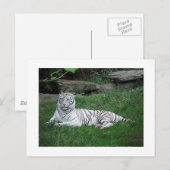 Weiße Tiger Postkarte (Vorne/Hinten)