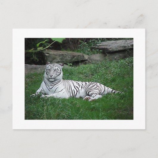 Weiße Tiger Postkarte (Vorderseite)