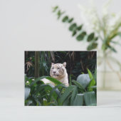 Weiße Tiger Postkarte (Stehend Vorderseite)