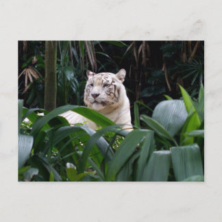 Weiße Tiger Postkarte
