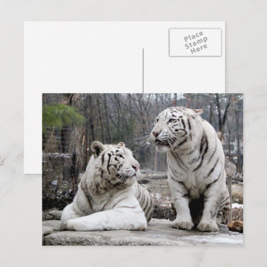 Weiße Tiger Postkarte (Vorne/Hinten)
