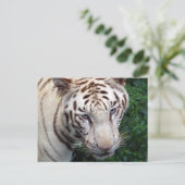 Weiße Tiger Postkarte (Stehend Vorderseite)