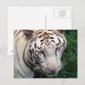 Weiße Tiger Postkarte (Vorne/Hinten)