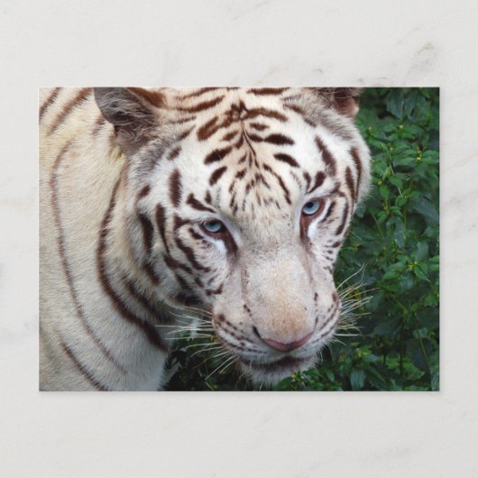 Weiße Tiger Postkarte (Vorderseite)