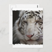 Weiße Tiger Postkarte (Vorne/Hinten)