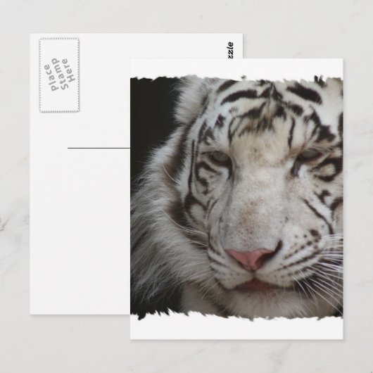 Weiße Tiger Postkarte (Vorne/Hinten)