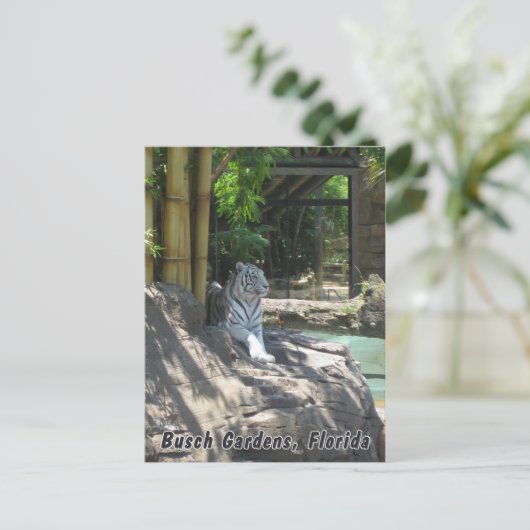 Weiße Tiger Postkarte (Stehend Vorderseite)