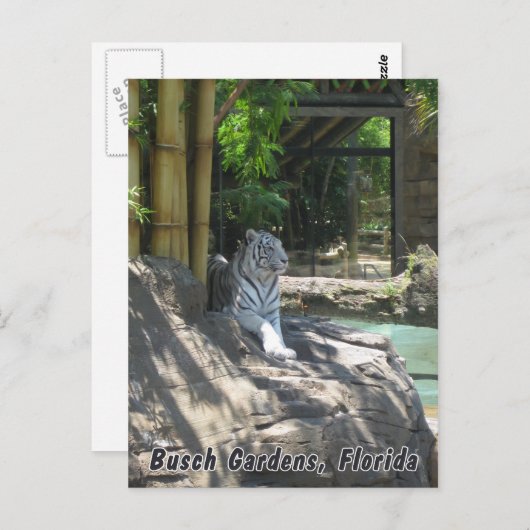 Weiße Tiger Postkarte (Vorne/Hinten)