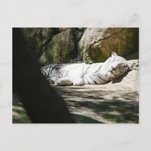 Weiße Tiger-Postkarte Postkarte (Vorderseite)