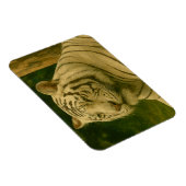 Weiße Tiger-Ruhen im Wald-Schatten Magnet (Rechte Seite)