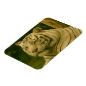 Weiße Tiger-Ruhen im Wald-Schatten Magnet (Linke Seite)