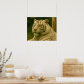 Weiße Tiger-Ruhen im Wald-Schatten Poster (Küche)