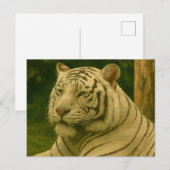 Weiße Tiger-Ruhen im Wald-Schatten Postkarte (Vorne/Hinten)