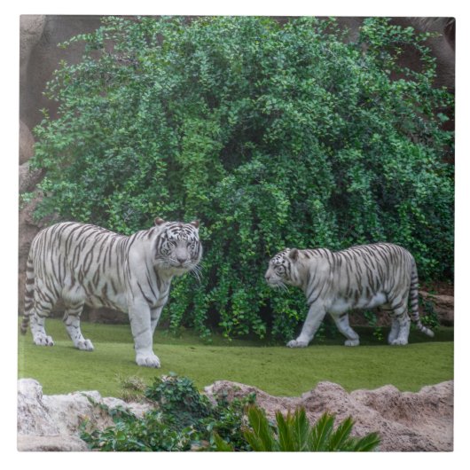 Weiße Tiger sehen Keramik Fliese (Vorderseite)