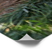 Weiße Tiger und Löwenpfel Poster (Ecke)