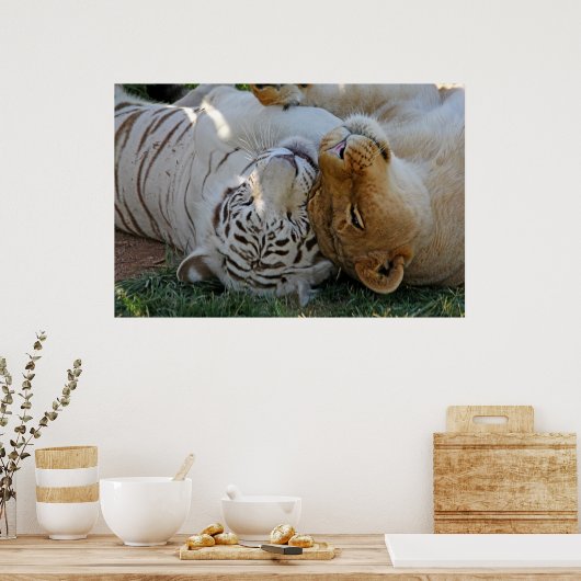 Weiße Tiger und Löwenpfel Poster (Küche)