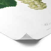 Weiße Traube (Vitis vinifera genuensis) Poster (Ecke)