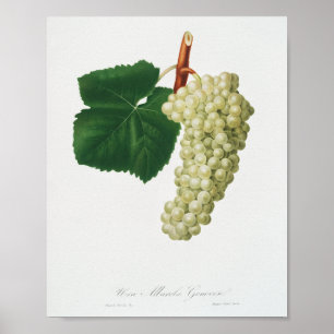 Weiße Traube (Vitis vinifera genuensis)  Poster