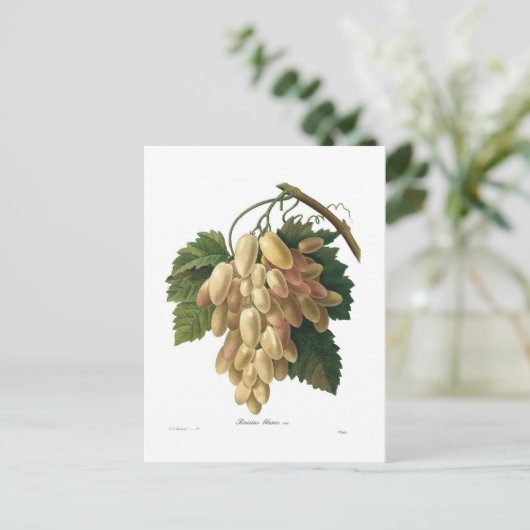 Weiße Trauben Postkarte (Stehend Vorderseite)