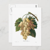 Weiße Trauben Postkarte (Vorne/Hinten)