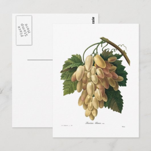 Weiße Trauben Postkarte (Vorne/Hinten)