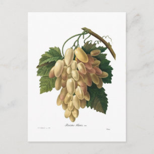 Weiße Trauben Postkarte