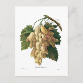 Weiße Trauben Postkarte (Vorderseite)