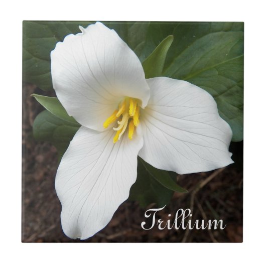 Weiße Trillium-Blume Fliese (Vorderseite)