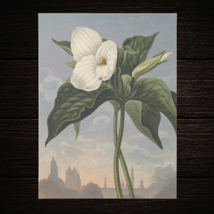 Weiße Trillium-Blume im Stil des Temple of Flora Seidenpapier