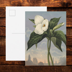 Weiße Trillium-Blüte im Stil des Temple of Flora Postkarte