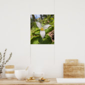 Weiße Trillium-Waldblume Makro Poster (Küche)