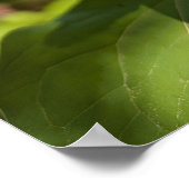Weiße Trillium-Waldblume Makro Poster (Ecke)