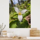 Weiße Trillium-Waldblume Makro Poster (Küche)