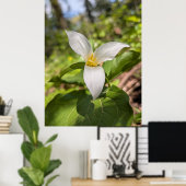 Weiße Trillium-Waldblume Makro Poster (Heimbüro)