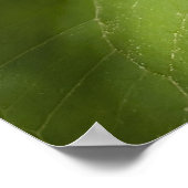 Weiße Trillium-Waldblume Makro Poster (Ecke)