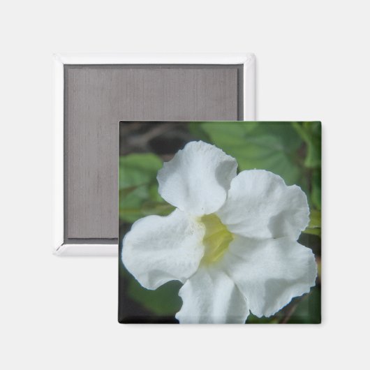 Weiße tropische Blume auf Fidschi Magnet (Vorderseite/Rückseite)