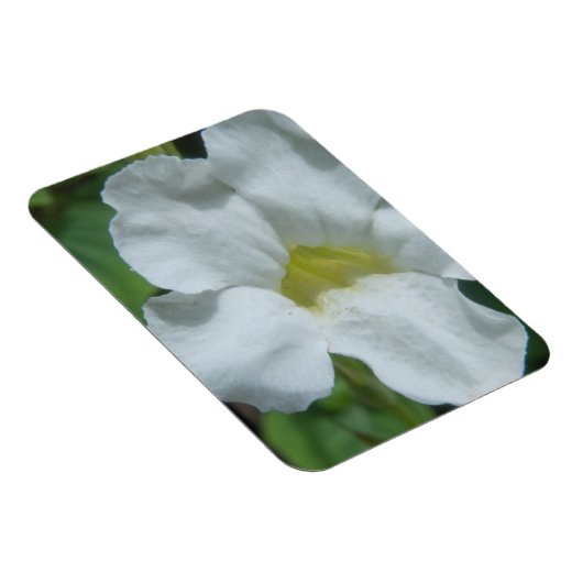 Weiße tropische Blume auf Fidschi Magnet (Rechte Seite)