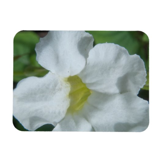 Weiße tropische Blume auf Fidschi Magnet (Horizontal)