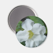 Weiße tropische Blume auf Fidschi Magnet (Vorderseite/Rückseite)