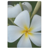 Weiße tropische Blume aus Fidschi Klemmbrett (Rückseite)