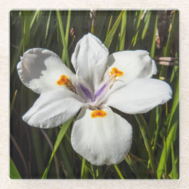 Weiße tropische Blume Glasuntersetzer