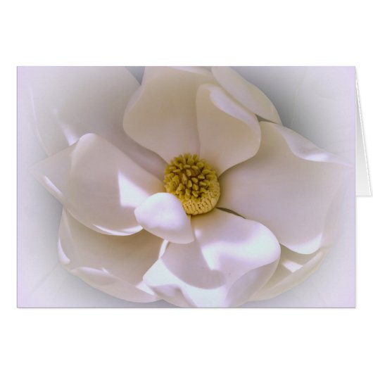 Weiße tropische Magnolia-Blume (Vorderseite (Horizontal))