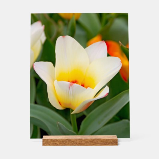 Weiße Tulip Acrylschild (Vorderseite)
