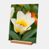 Weiße Tulip Acrylschild (Winkel)