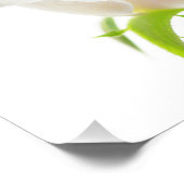 Weiße Tulip-Blume Kleiner Hintergrund Fotodruck (Ecke)