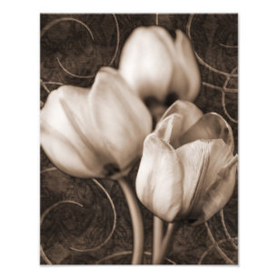Weiße Tulip-Blume Sepia Schwarzer Hintergrund Bl Fotodruck