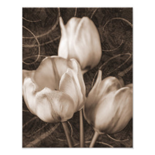 Weiße Tulip-Blume Sepia Schwarzer Hintergrund Bl Fotodruck
